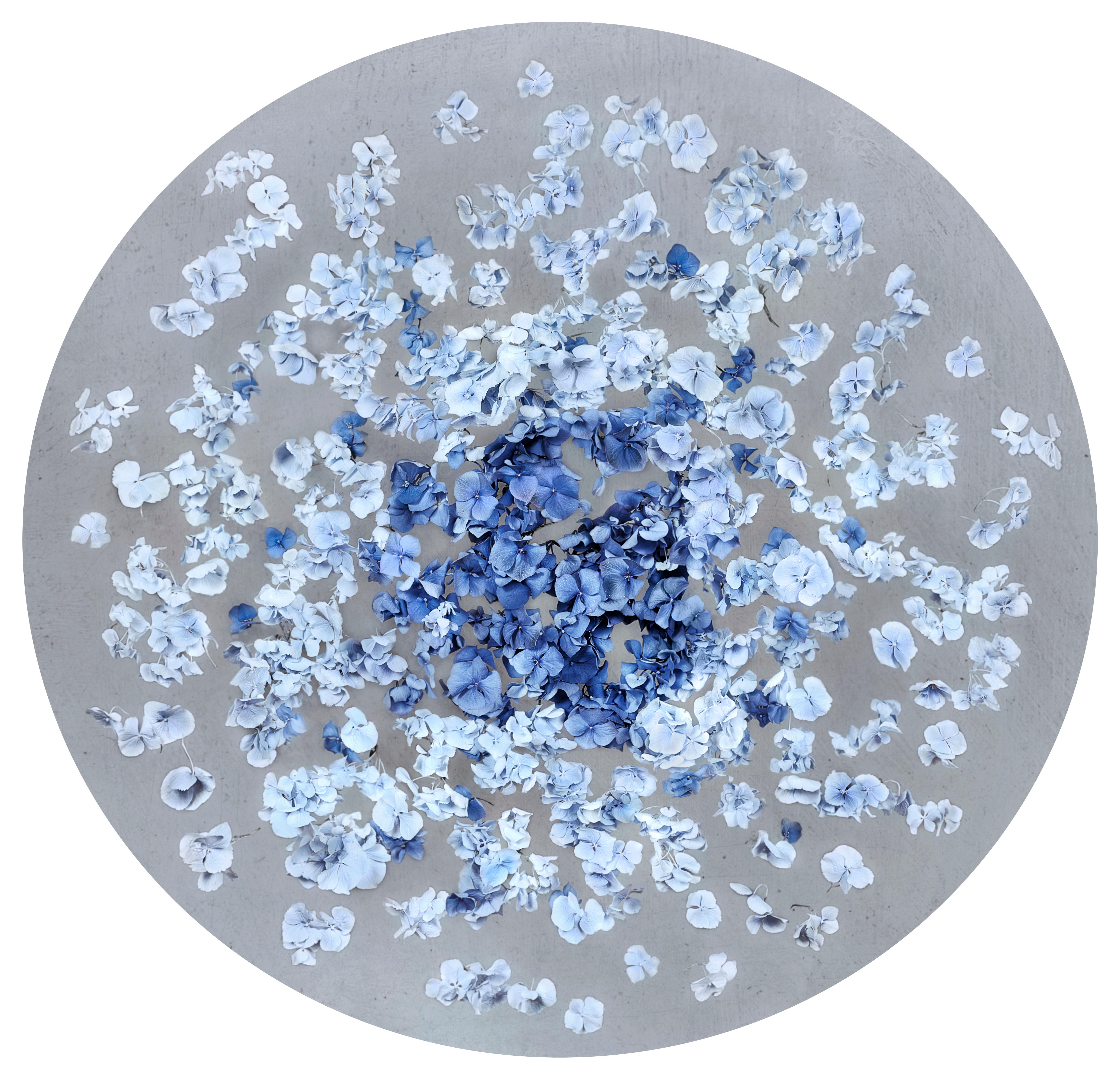 Series: Hydrangea Collection
C Print Mounted on Dibond Perspex Face
Edition of 6 + 2 AP

"In my work I am fascinated to reshape existing forms, to reinvent new shapes. Underneath the surface of the ball shape of the flower, I discovered the most