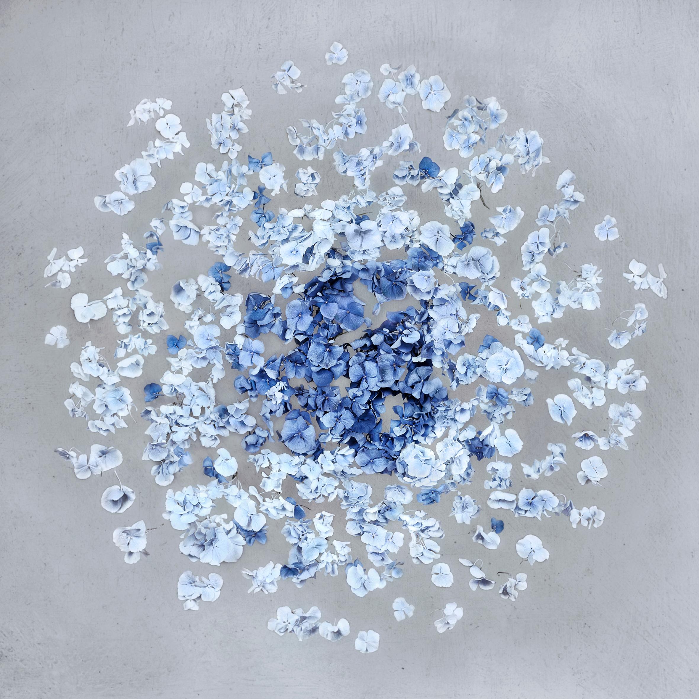 Series: Hydrangea Collection
C Print Mounted on Dibond Perspex Face
Edition of 6 + 2 AP

"In my work I am fascinated to reshape existing forms, to reinvent new shapes. Underneath the surface of the ball shape of the flower, I discovered the most
