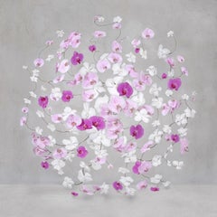 Isabelle Van Zeijl - Amaranto infinito, Fotografía 2024, Impresión posterior