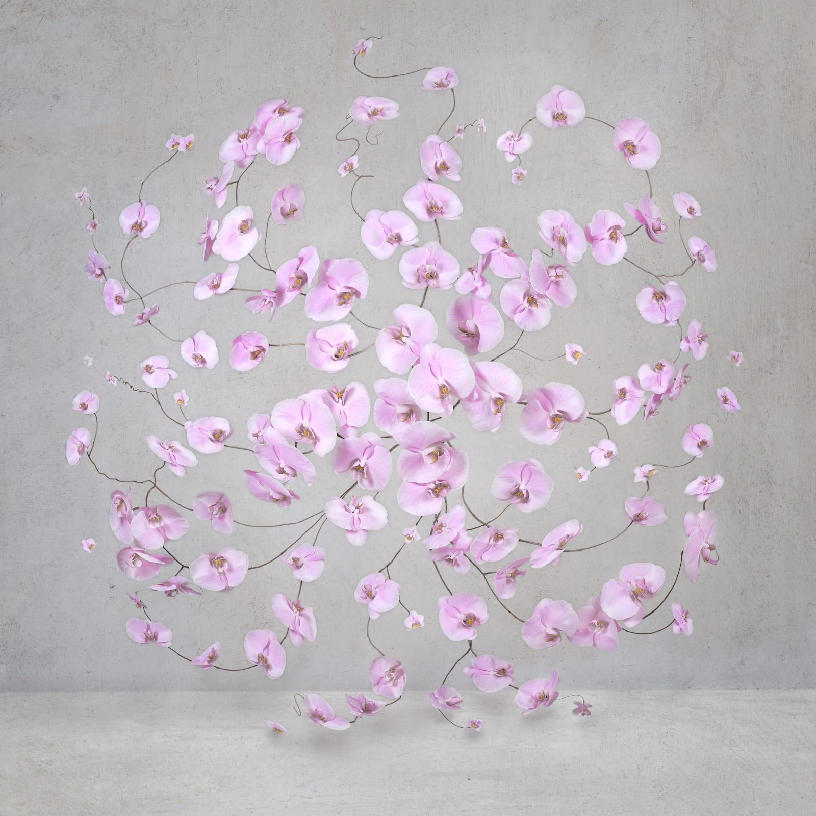 Isabelle Van Zeijl - Infinite Pink, Photography 2024, Printed After