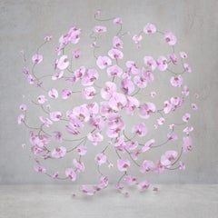 Isabelle Van Zeijl - Infinite Pink, Photography 2024, Printed After