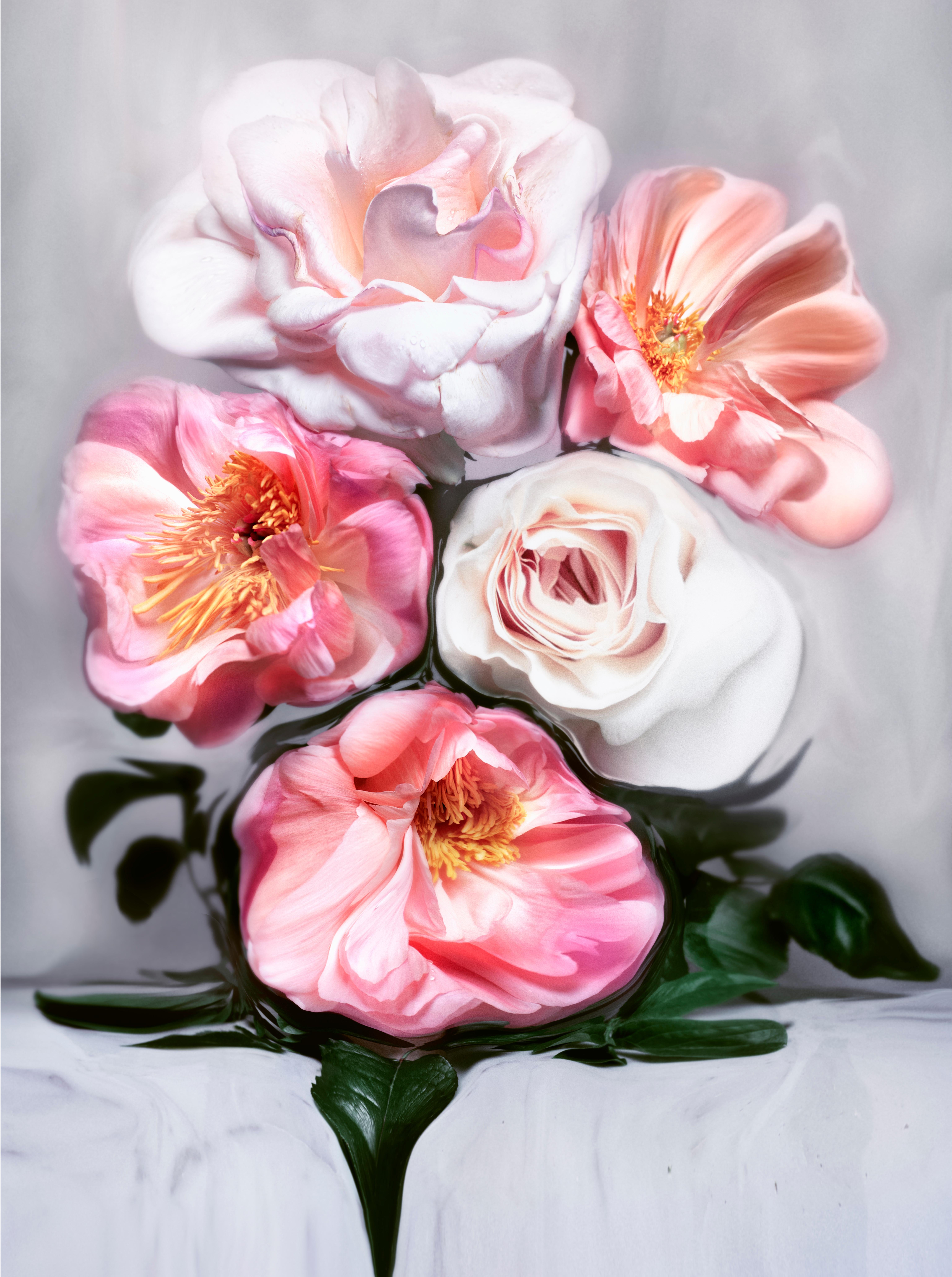 Love Me Tender
C-print on Fuji Paper
Collection: FLOWER LOVE
Available Sizes
40.5 x 30.3 Edition of 8 + 2 Artist Proofs, 9 left
28.7 x 21.6 Edition of 6 + 2 Artist Proofs, 8 left

FLOWER LOVE
Roses warm you heart, they inspire us to nurture and take