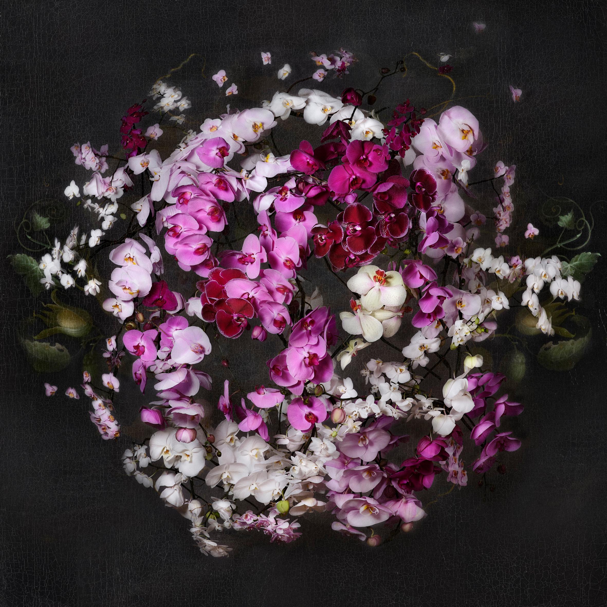 THE REBIRTH OF THE DUTCH FLOWER COLLECTION
Isabelle van Zeijl has turned her eye on 400 million flowers destroyed during quarantine. Using flowers salvaged from her local growers, Van Zeijl has created a series of photographs that represent