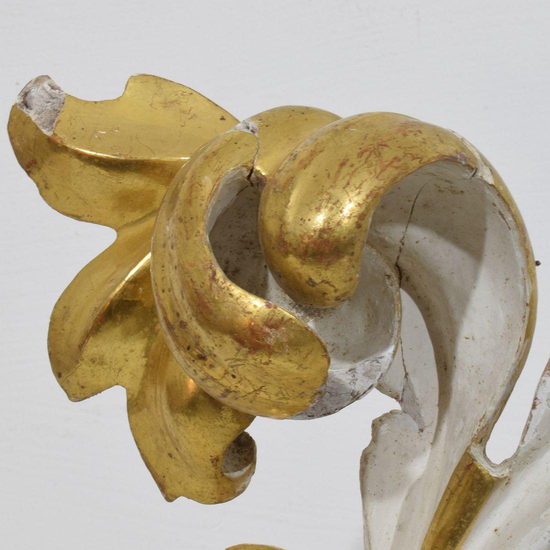 The Ornamental Acanthus Leaf Curl, ornement italien en bois doré sculpté à la main, datant du 18/19e siècle. en vente 8