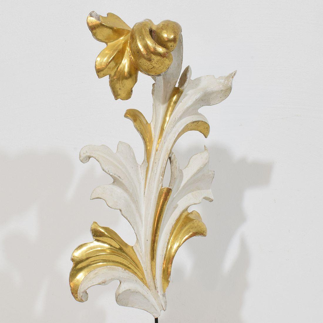 Italian 18/19th Century Hand Carved Giltwood Acanthus Leaf Curl Ornament. For Sale 3