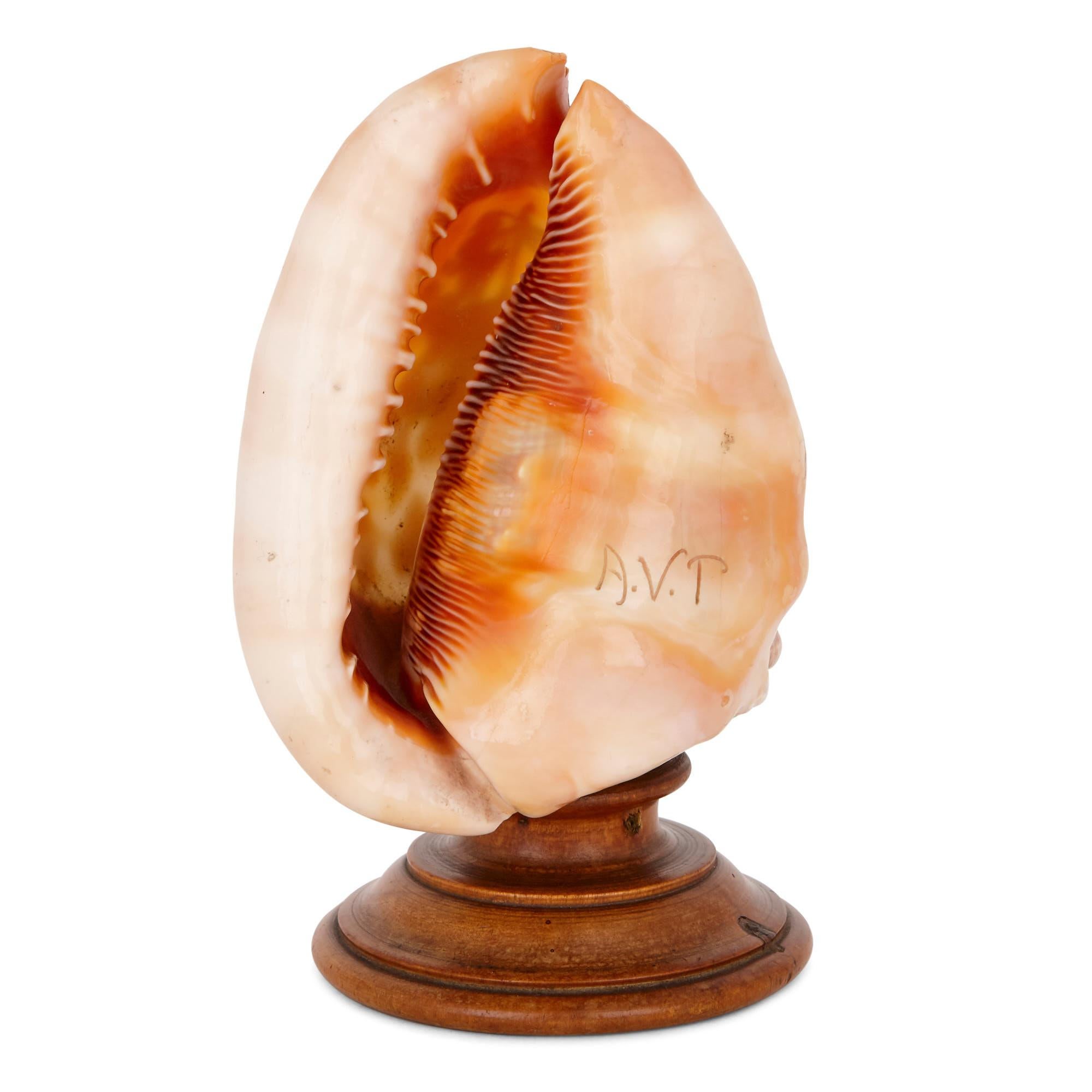 Italian 19th Century Sea Shell with Carved Relief of Mars 2