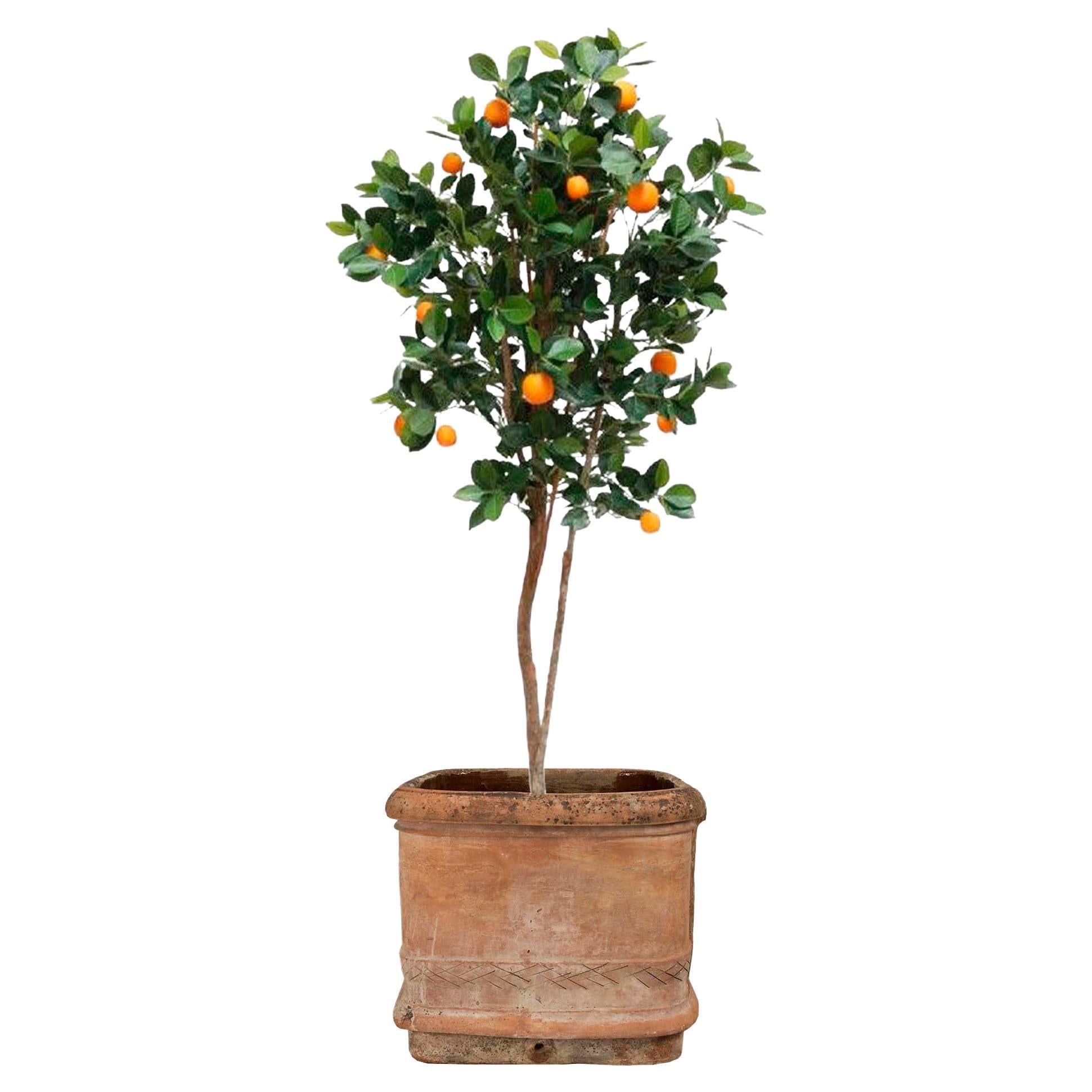 Italian 19th Century Terracotta Planter from Tuscany