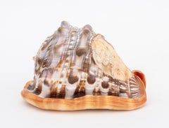 Italian Cameo Carved Conch Shell