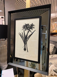 Impression botanique contemporaine italienne noire "Amaryllis Aurea" Miroir Cadre Wood