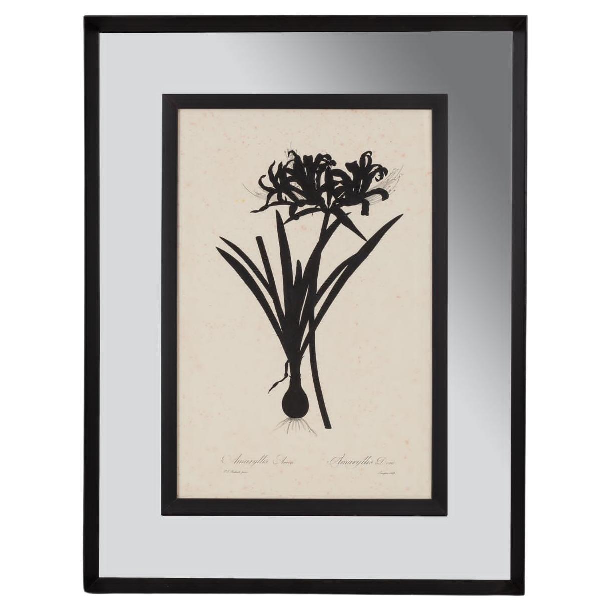 Italian Contemporary Botanical Black Print "Amaryllis Aurea" Mirror Wood Frame For Sale