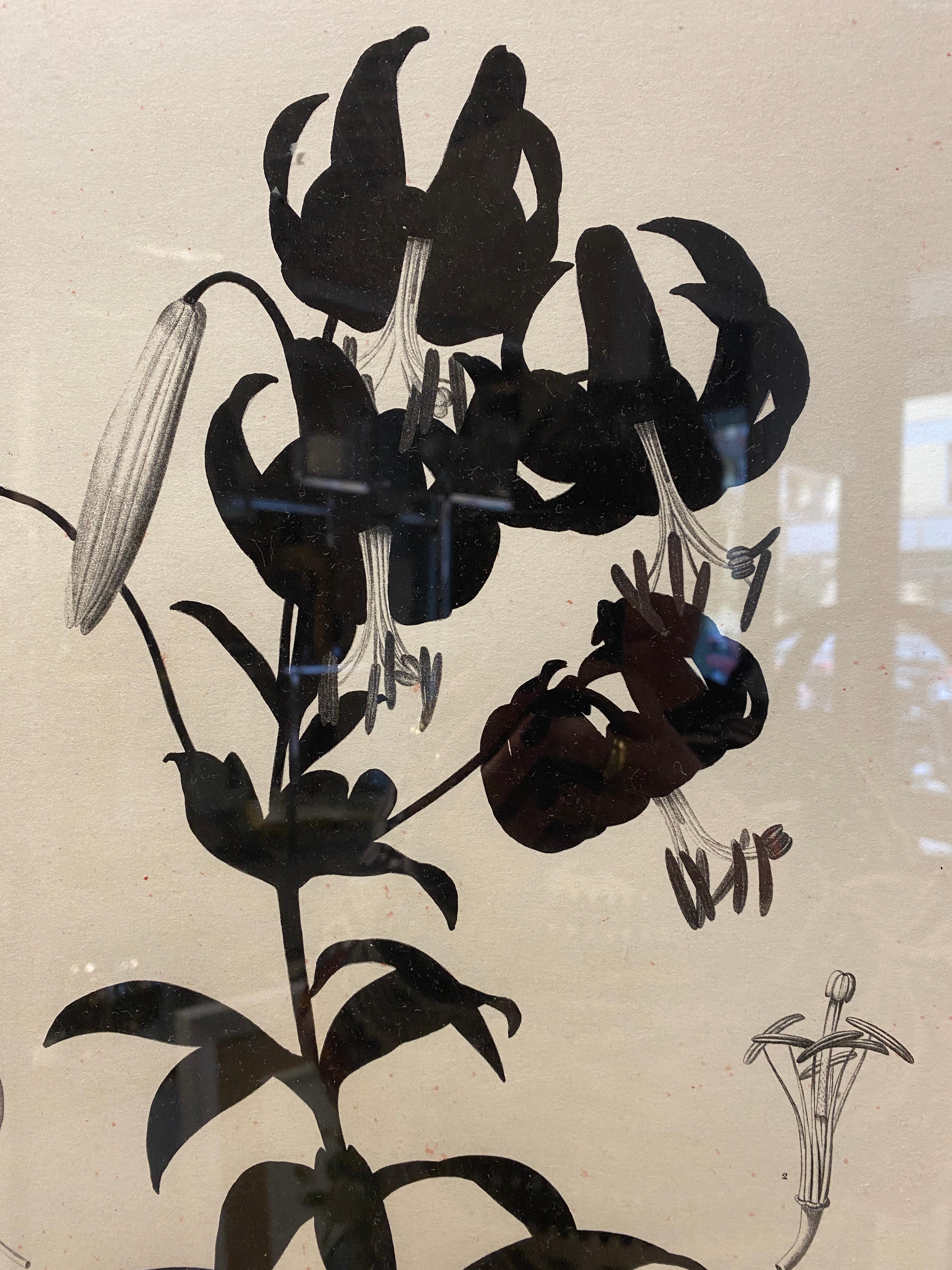Impression botanique contemporaine italienne noire 