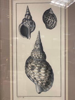 Italian Contemporary Botanical Black Print "Shell" Black Mirror Wood Frame