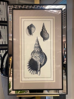 Italian Contemporary Botanical Black Print "Shell" Black Mirror Wood Frame