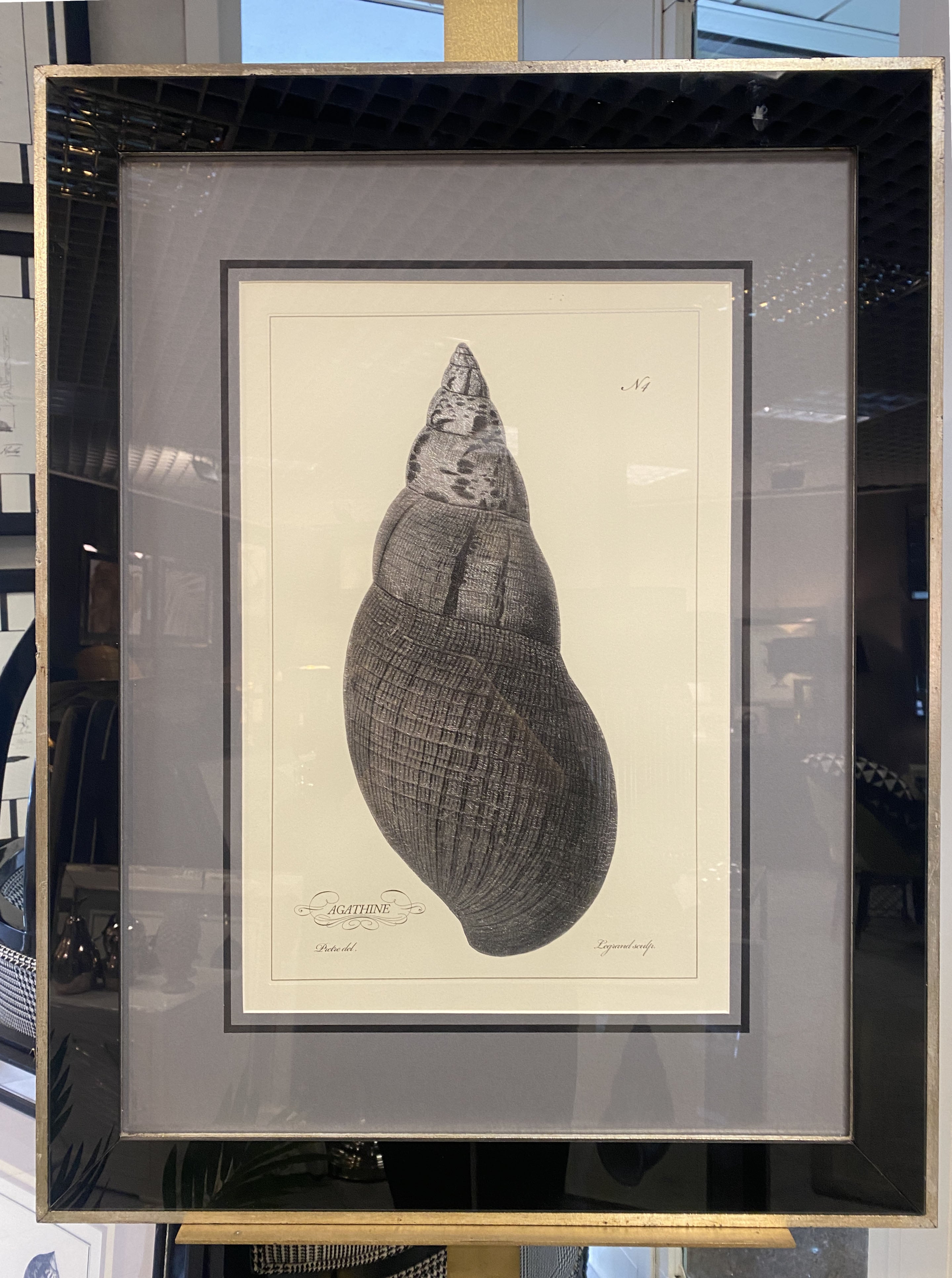 Elegant hand-watercoloured shell made by engraving on silver leaf, printed on aged paper and accompanied by a beautiful frame made of black mirrors and silver-painted wood.

This botanical style print is available in 2 different natural