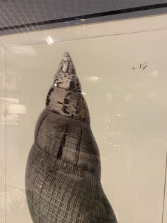 Italian Contemporary Botanical Black Print "Shell n.4" Black Mirror Wood Frame