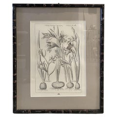 Impression contemporaine italienne "Gladiolus" noire avec cadre en Wood Wood 1 de 2