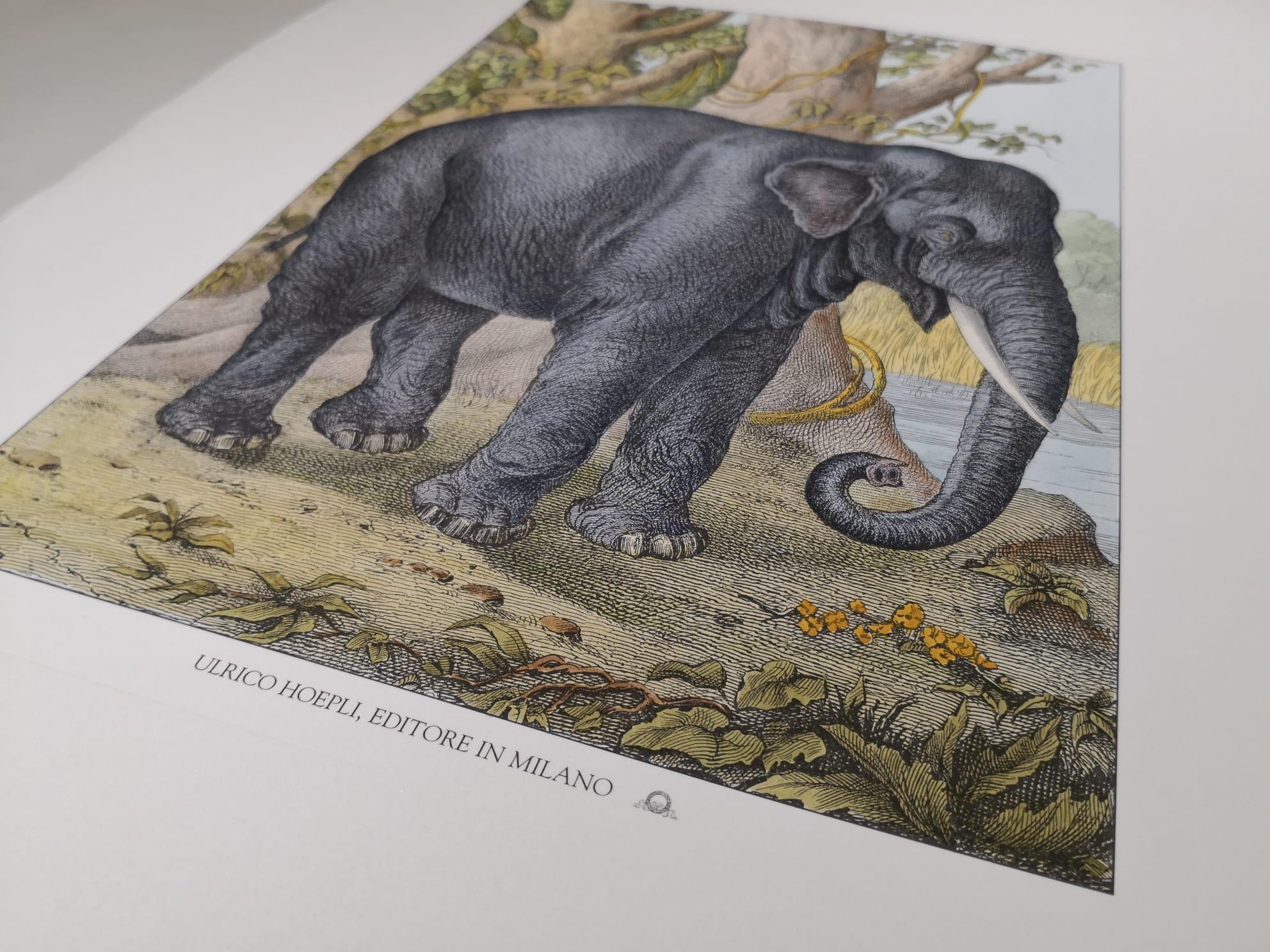 elephant hand print