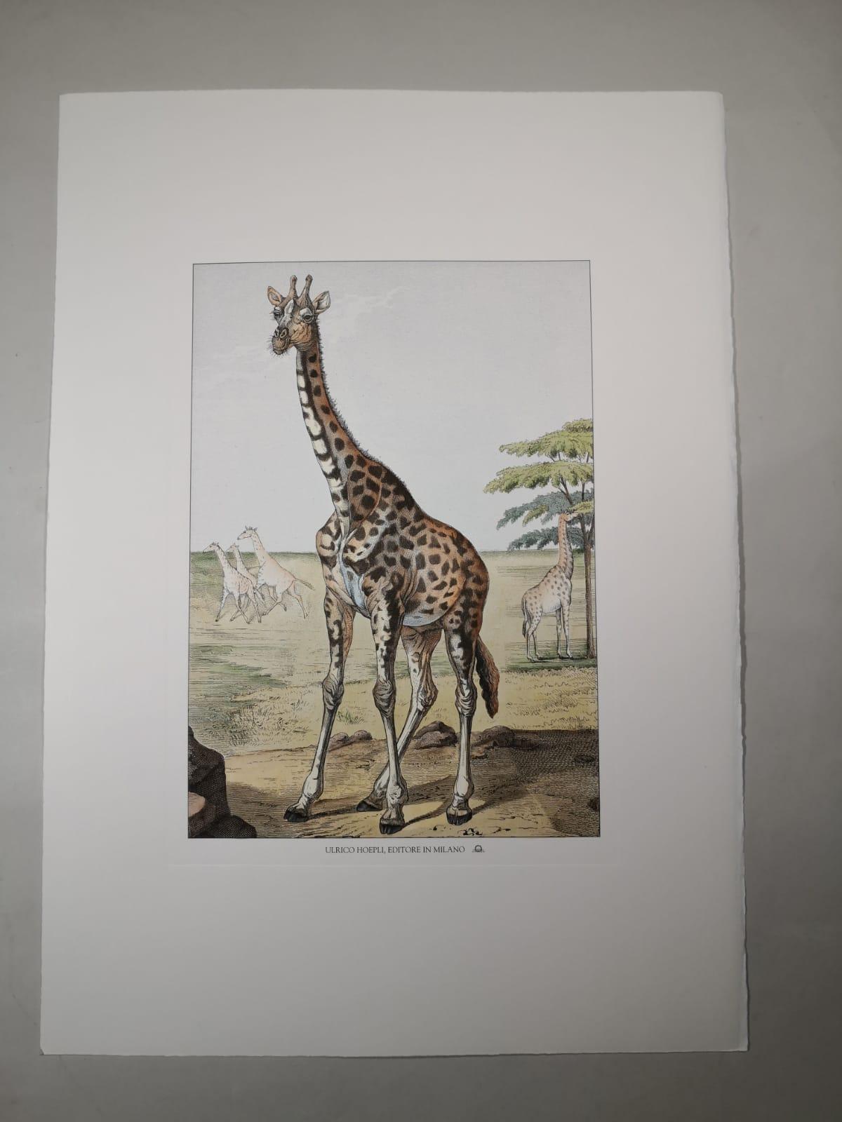 Print from a Collection of three faunistic prints: 
- Tiger an Jaguar
- Elephant
- Giraffe
Printed manually on 100% cotton engraving paper in Florence Italy.
Each print is entirely painted by hand with water colors and tempera, with a beautiful