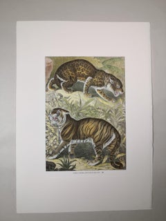 Italian Contemporary Hand Colored Faunistic Print Representing Tiger and Jaguar