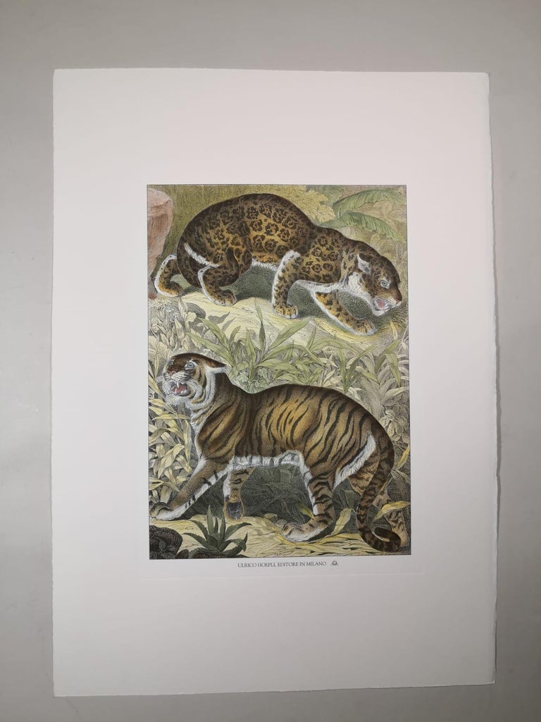 Italian Contemporary Hand Colored Faunistic Print Representing Tiger and  Jaguar For Sale at 1stDibs | tiger represents