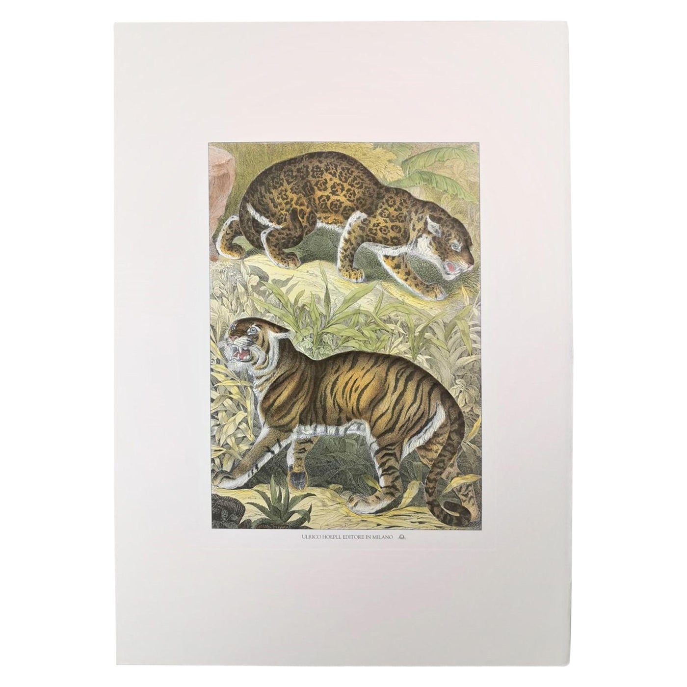 Italienischer zeitgenössischer handkolorierter Faunistischer Druck, der Tiger und Jaguar darstellt