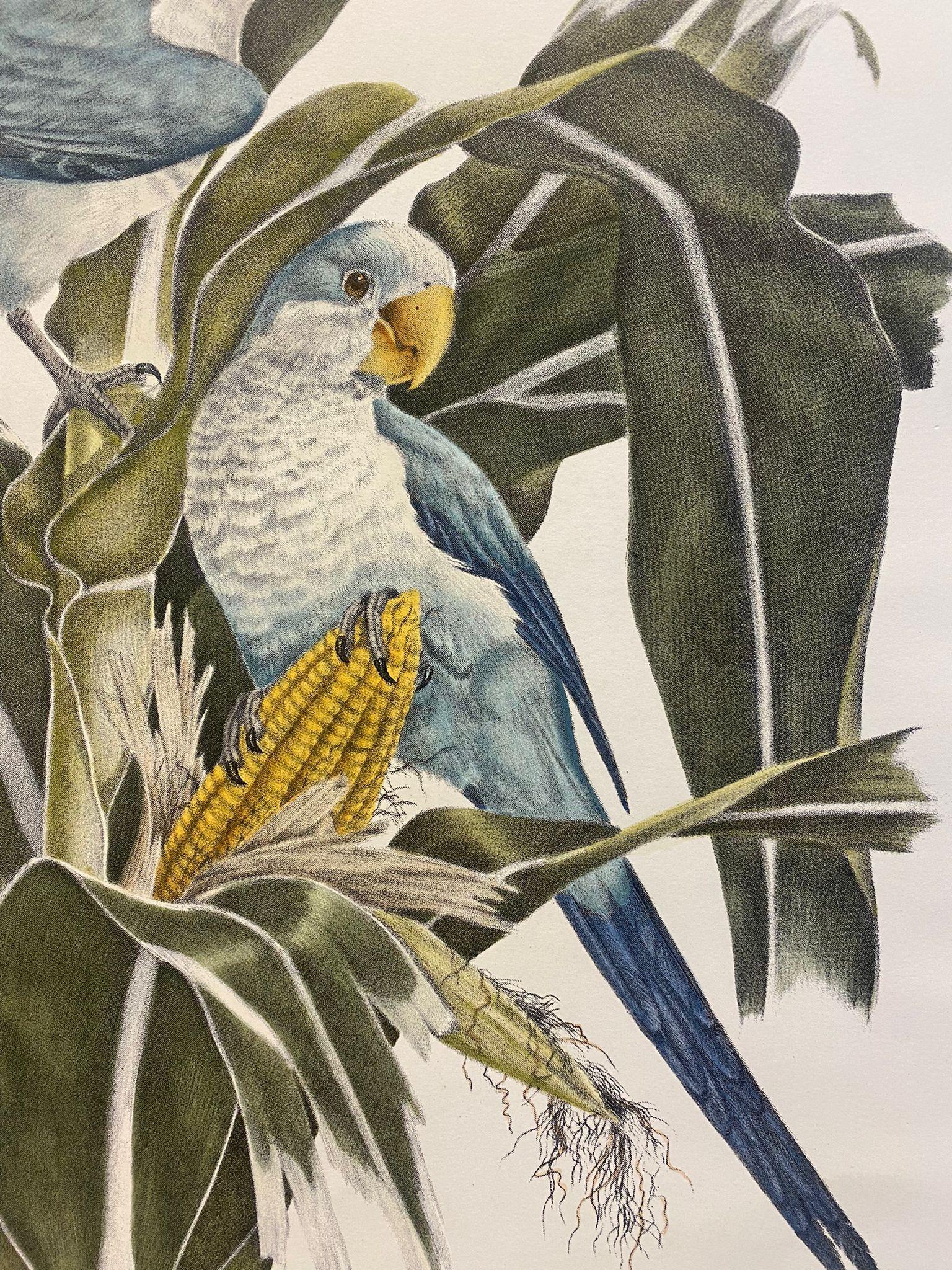Elegant hand-watercoloured print representing two Ctetas-Green Parakeets in blue nuance. Image reproduced from the famous illustrations by Axel Amuchastegui.
Printed manually on 100% cotton engraving paper in Florence Italy.
Each print is entirely