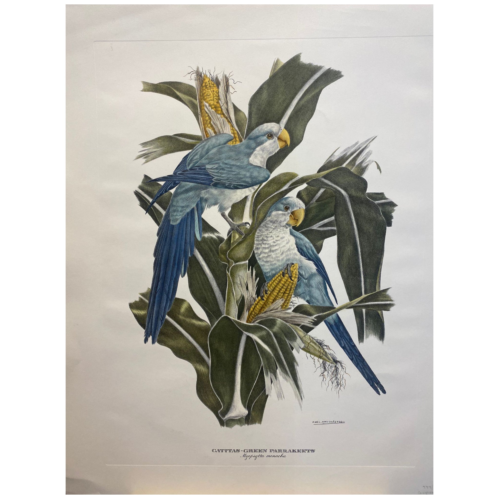 Zeitgenössischer italienischer handkolorierter Druck Axel Amuchastegui „Parakkeets“ in Blautönen