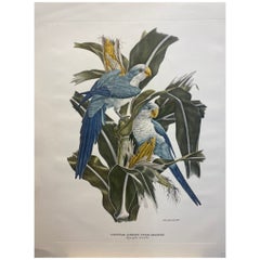 Italian Contemporary Hand Colored Print Axel Amuchastegui "Parakkeets" Blu Tones