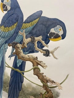 Gravure contemporaine italienne colorée à la main Axel Amuchastegui "Perroquets" tons bleus
