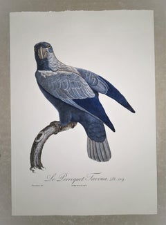 Italian Contemporary Hand Colored Print from the Collection "Le Parroquet"