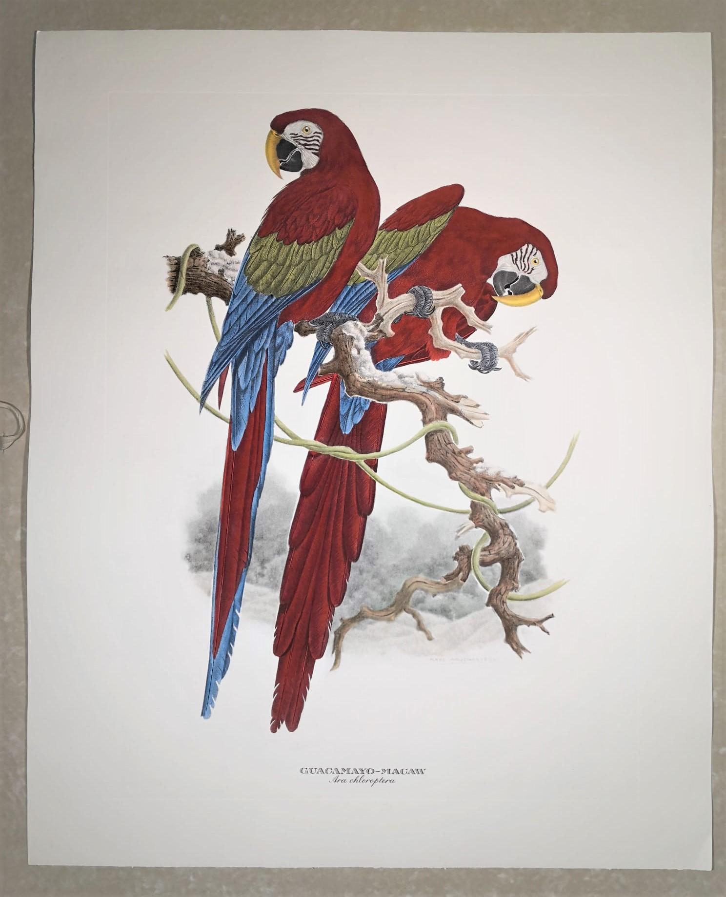 Elegant hand-watercoloured print representing two South American Macaws Ara Chloraptera in blue nuance. Image reproduced from the famous illustrations by Axel Amuchastegui.
Printed manually on 100% cotton engraving paper in Florence Italy.
Each