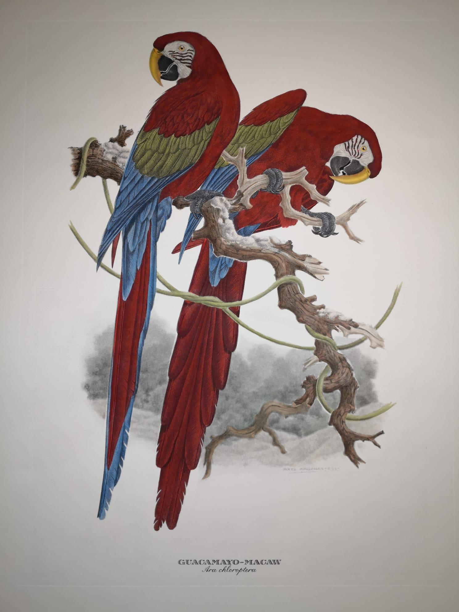 macaw colors