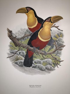 Italian Contemporary Hand Colored Print Axel Amuchastegui "Tucan" Red Tones