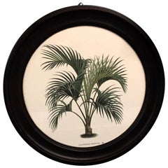 Italian Contemporary Hand Colored Print with Round Black Handmade Wooden Frame