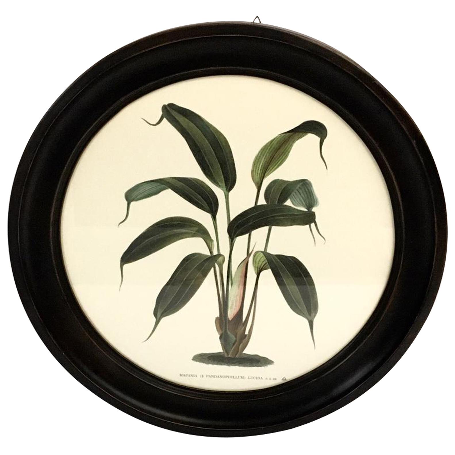 Italian Contemporary Hand Colored Print with Round Black Handmade Wooden Frame For Sale