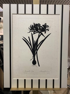 Italian Contemporary Hand Painted Botanical Black Print "Amaryllis Aurea"