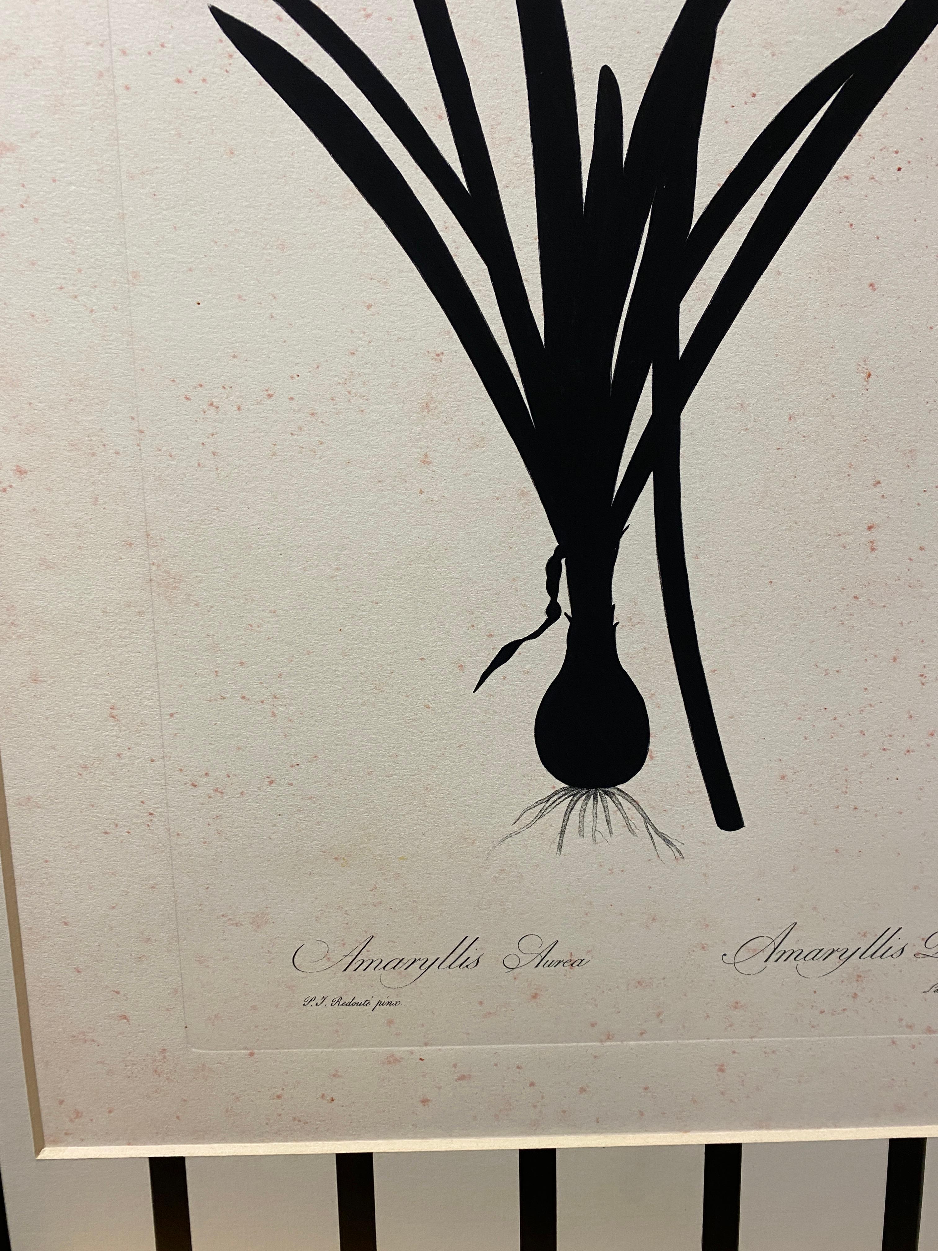 Paper Italian Contemporary Hand Painted Botanical Black Print 