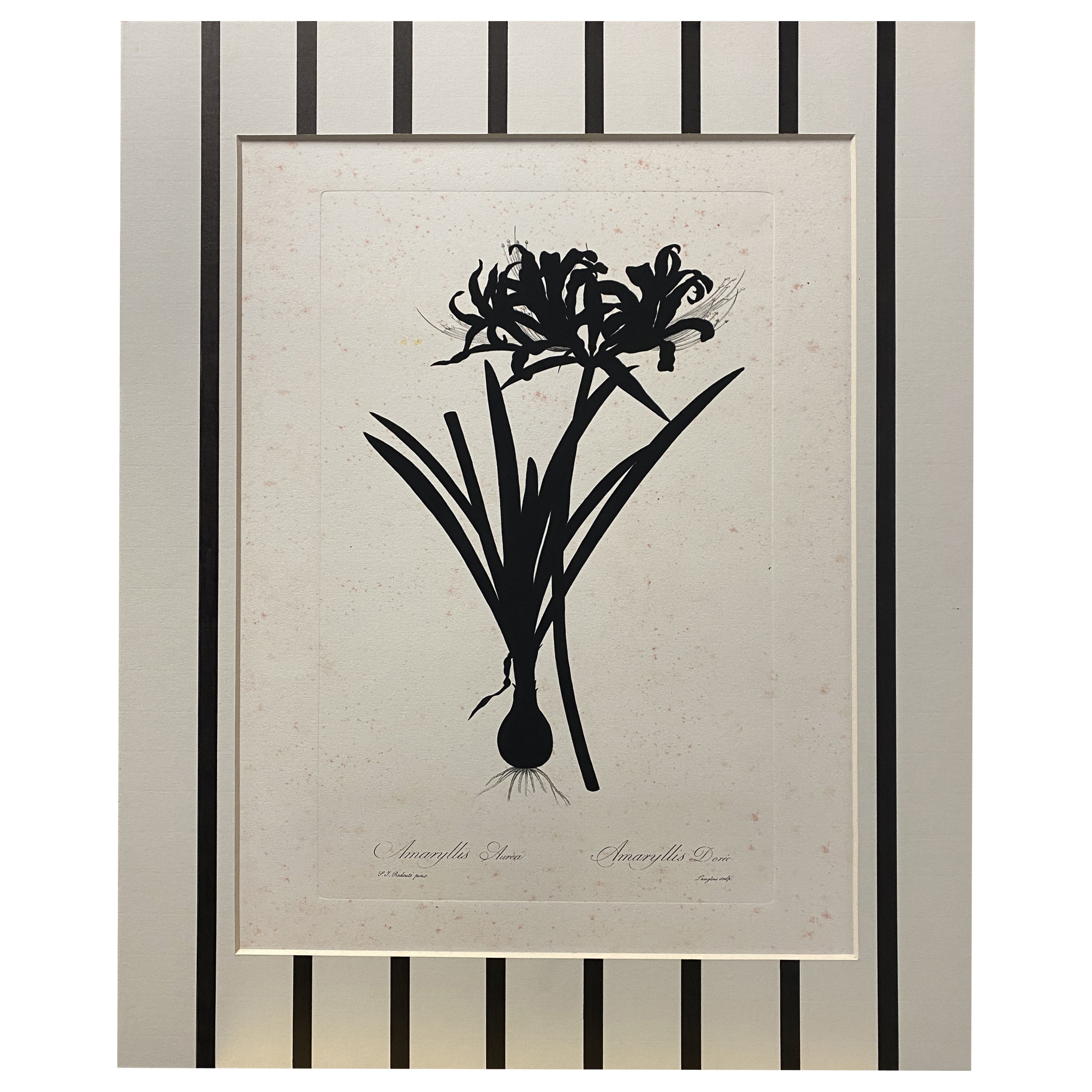 Italienische Contemporary Hand gemalt Botanical Black Print "Amaryllis Aurea"