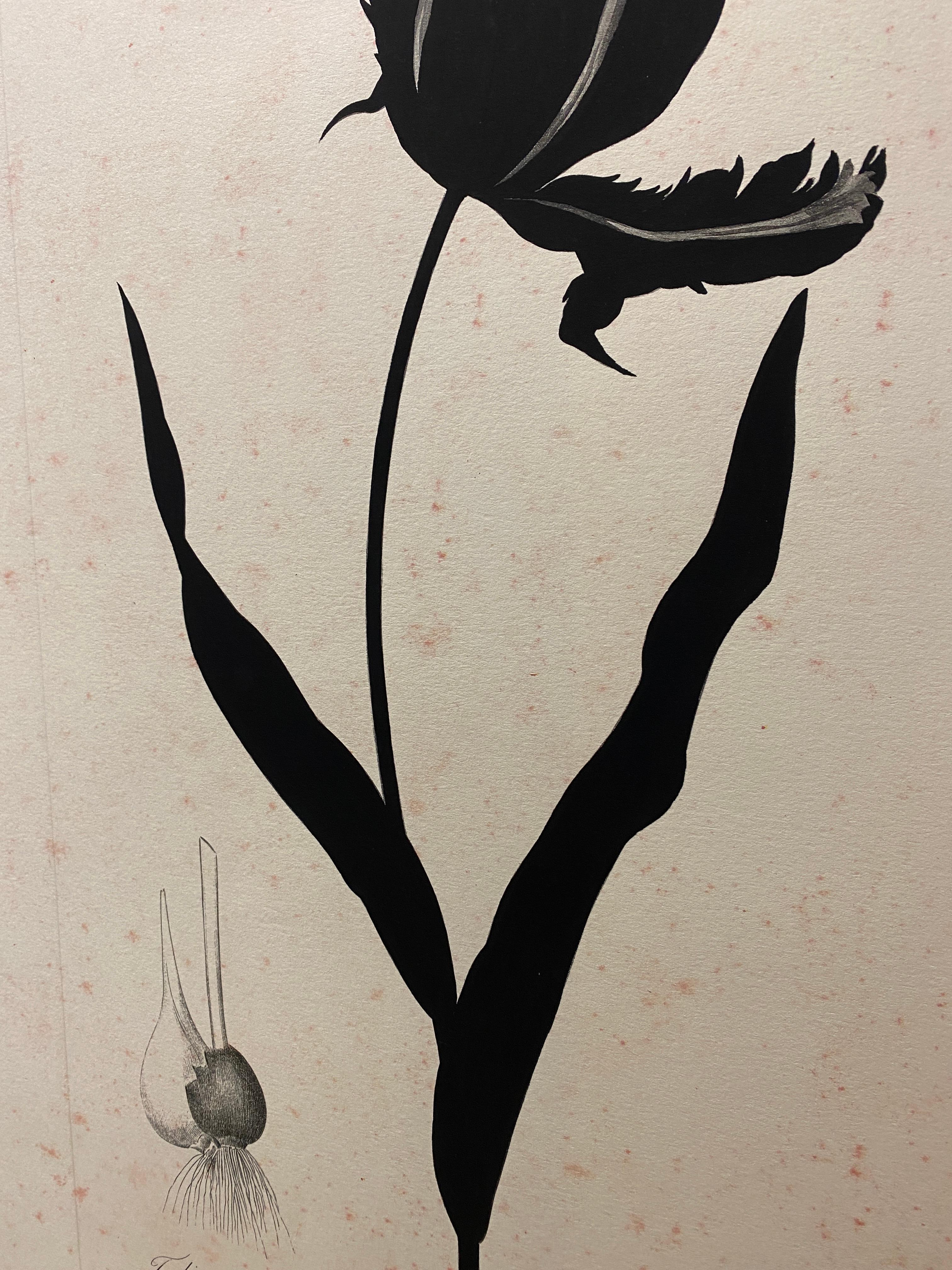 Italian Contemporary Hand Painted Botanical Black Print 