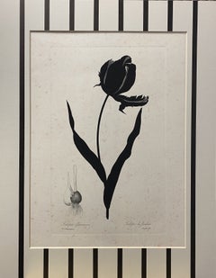 Gravure botanique contemporaine peinte à la main et de couleur noire "Tulipe de Jardins". 