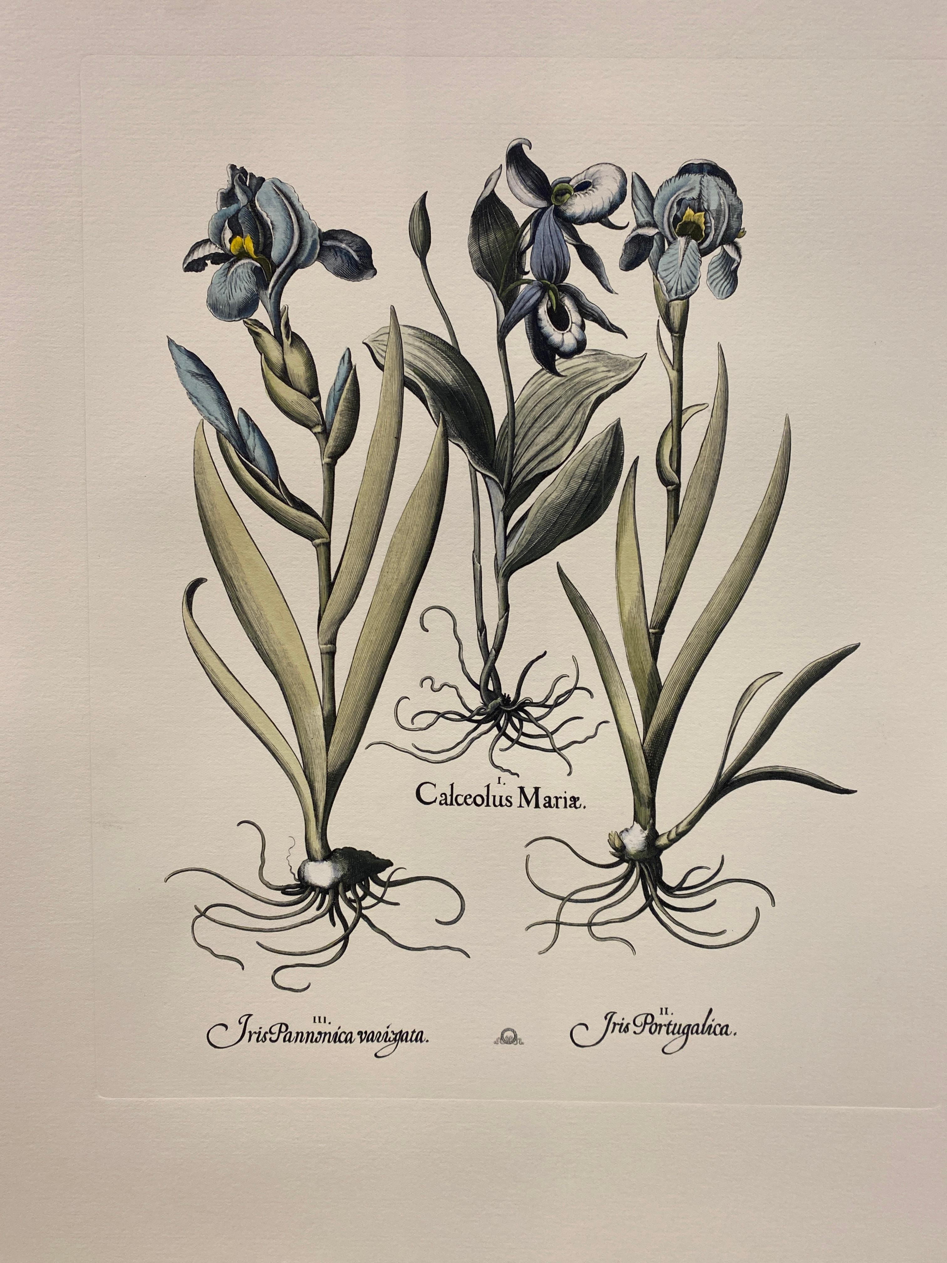 Print from the Collection Botanique Bulbacee representing Iris, enriched with blue colors and nuances of watercolor.

Another different Bulbacee flowers prints are available to create a colourful composition.The collection i composed by:
- Iris
-