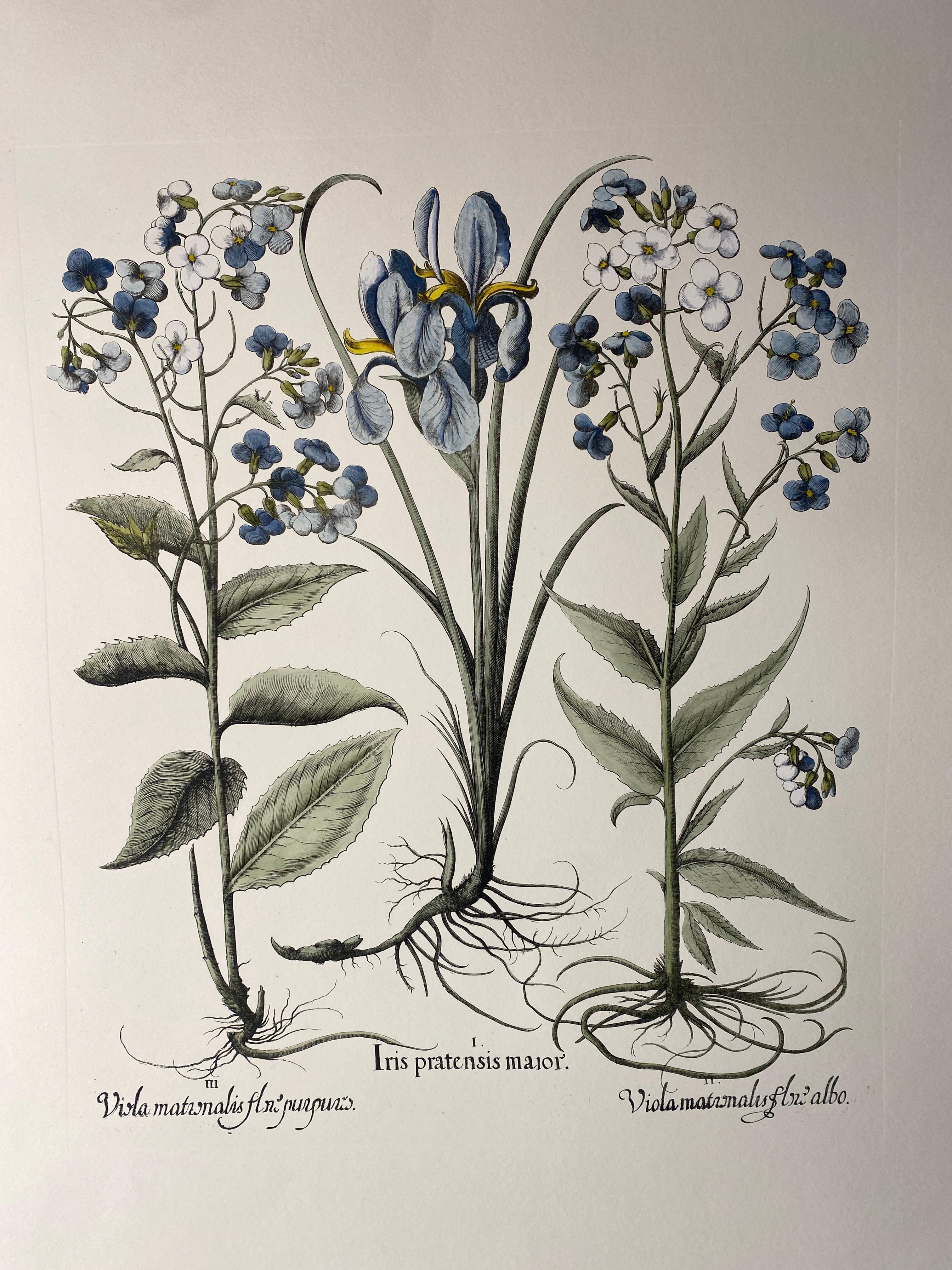 Italiano Stampa botanica italiana contemporanea dipinta a mano in blu 