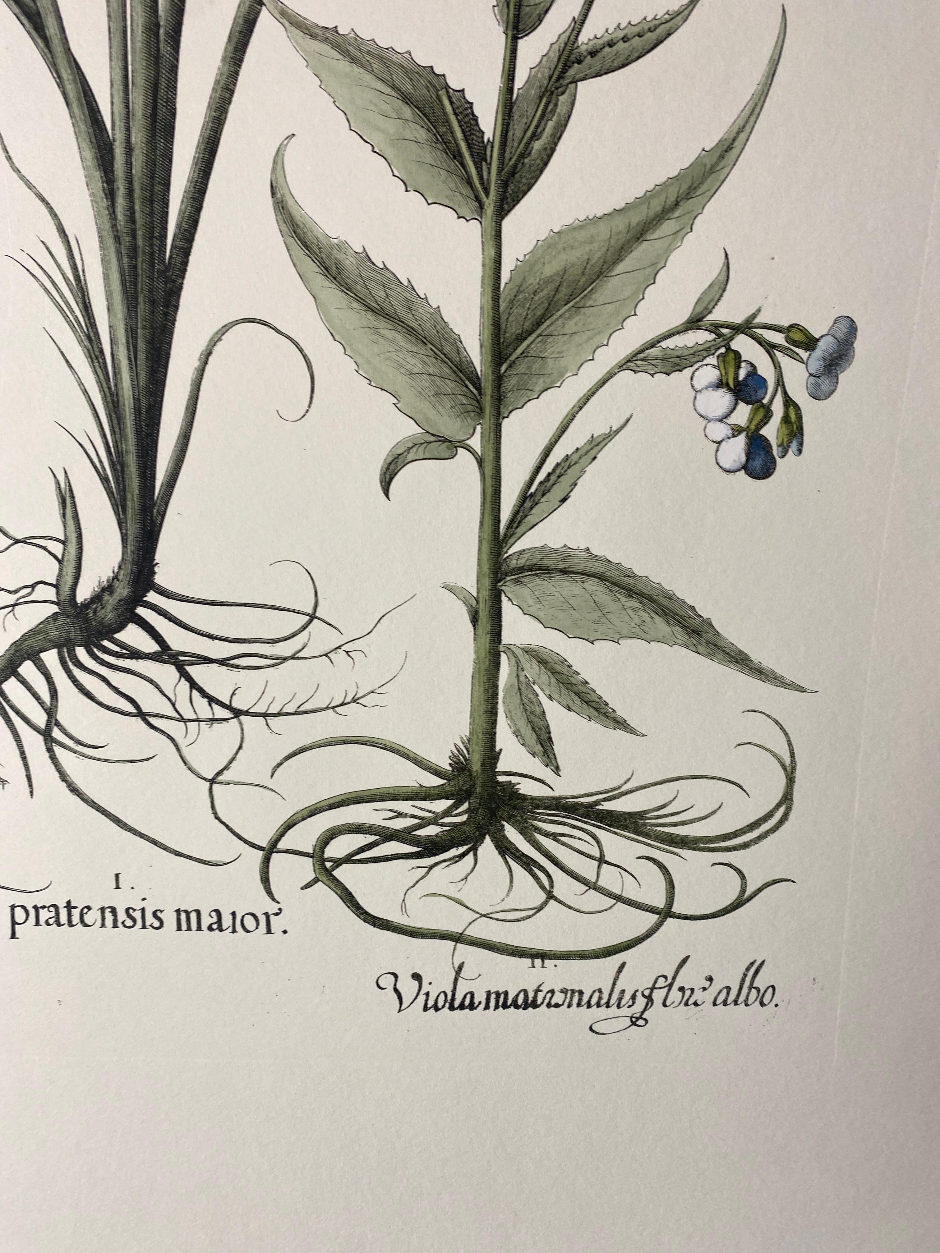 Dipinto a mano Stampa botanica italiana contemporanea dipinta a mano in blu 