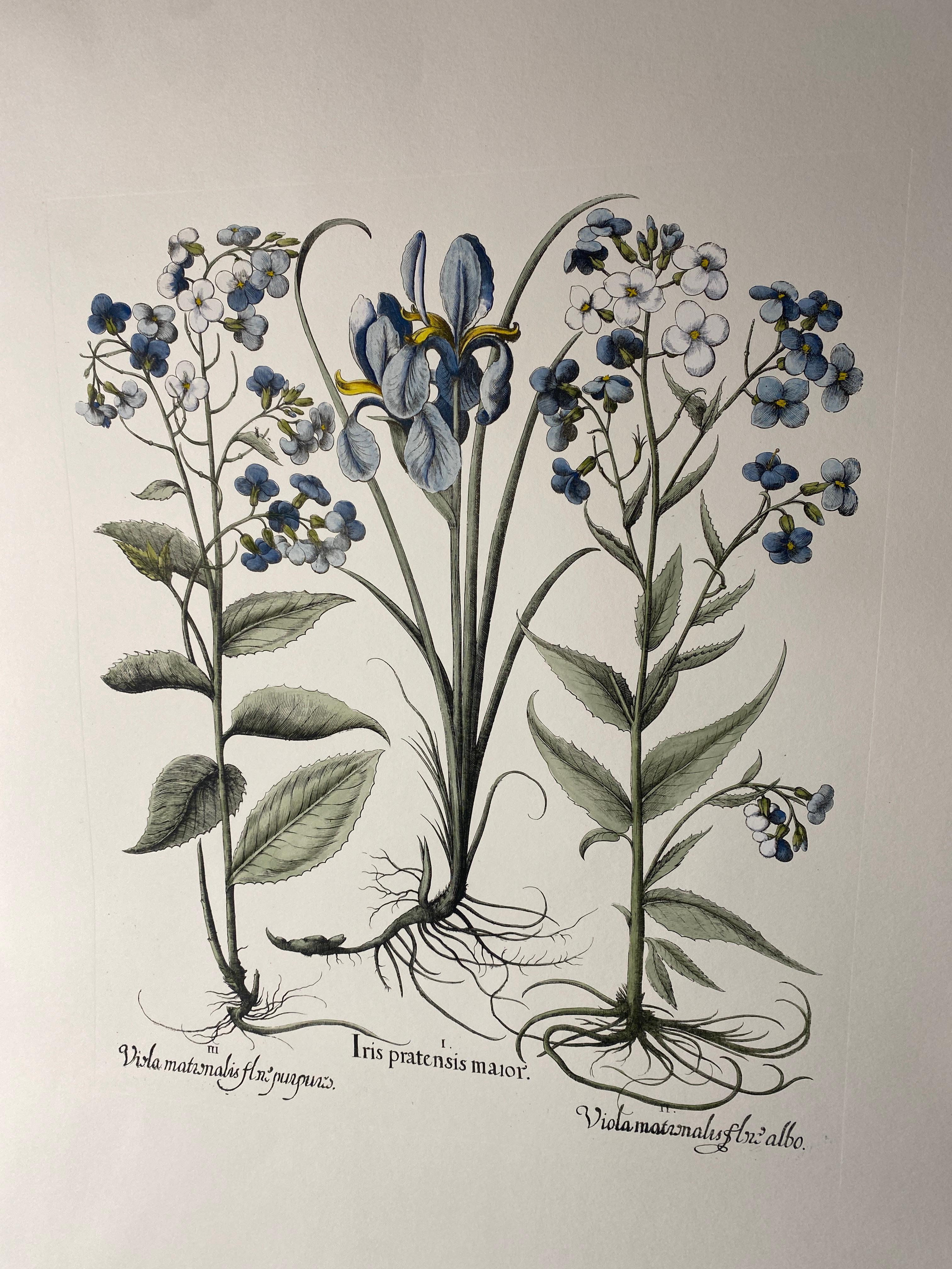 Stampa botanica italiana contemporanea dipinta a mano in blu 