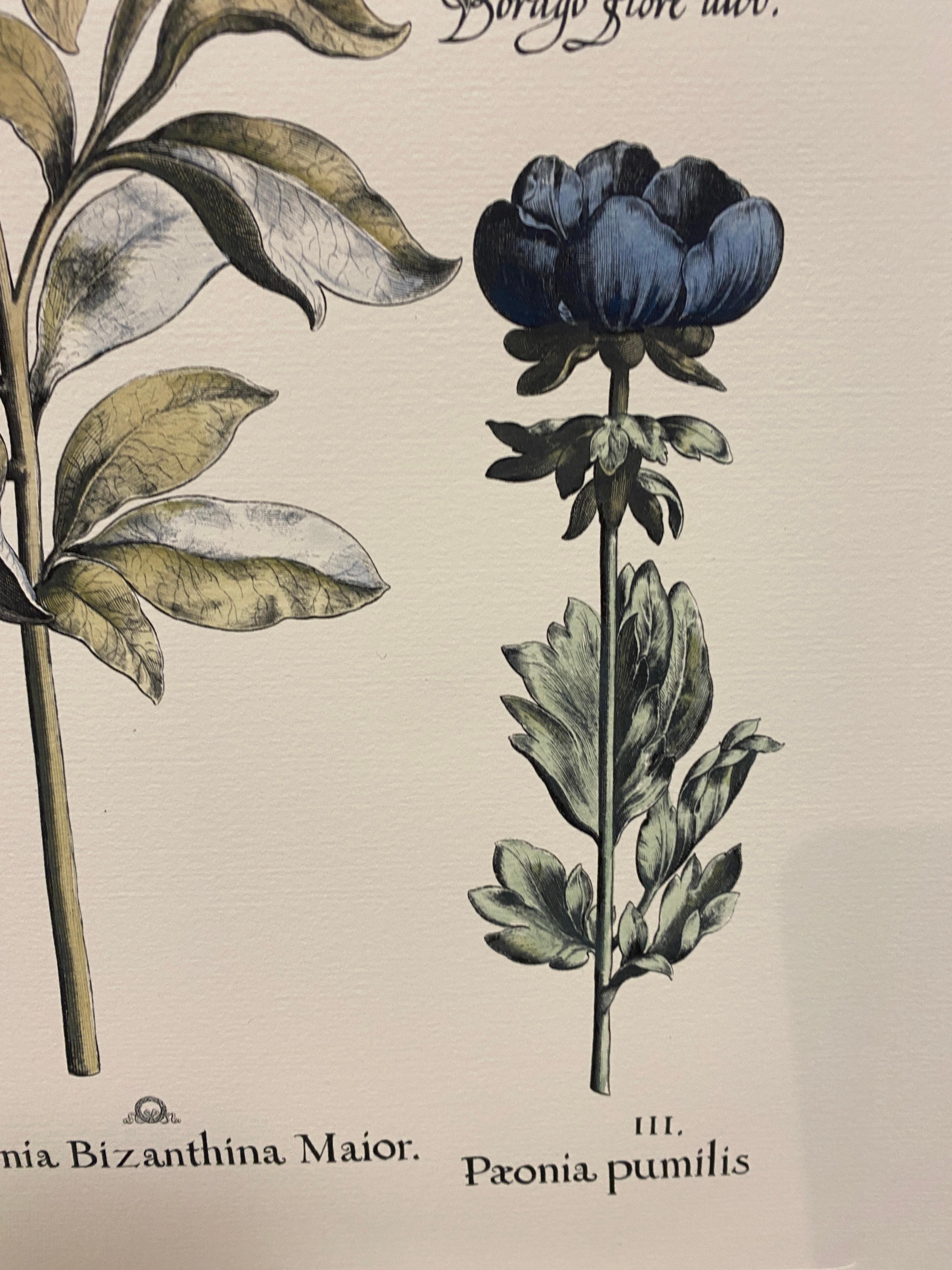 XXIe siècle et contemporain Gravure botanique contemporaine italienne peinte à la main 