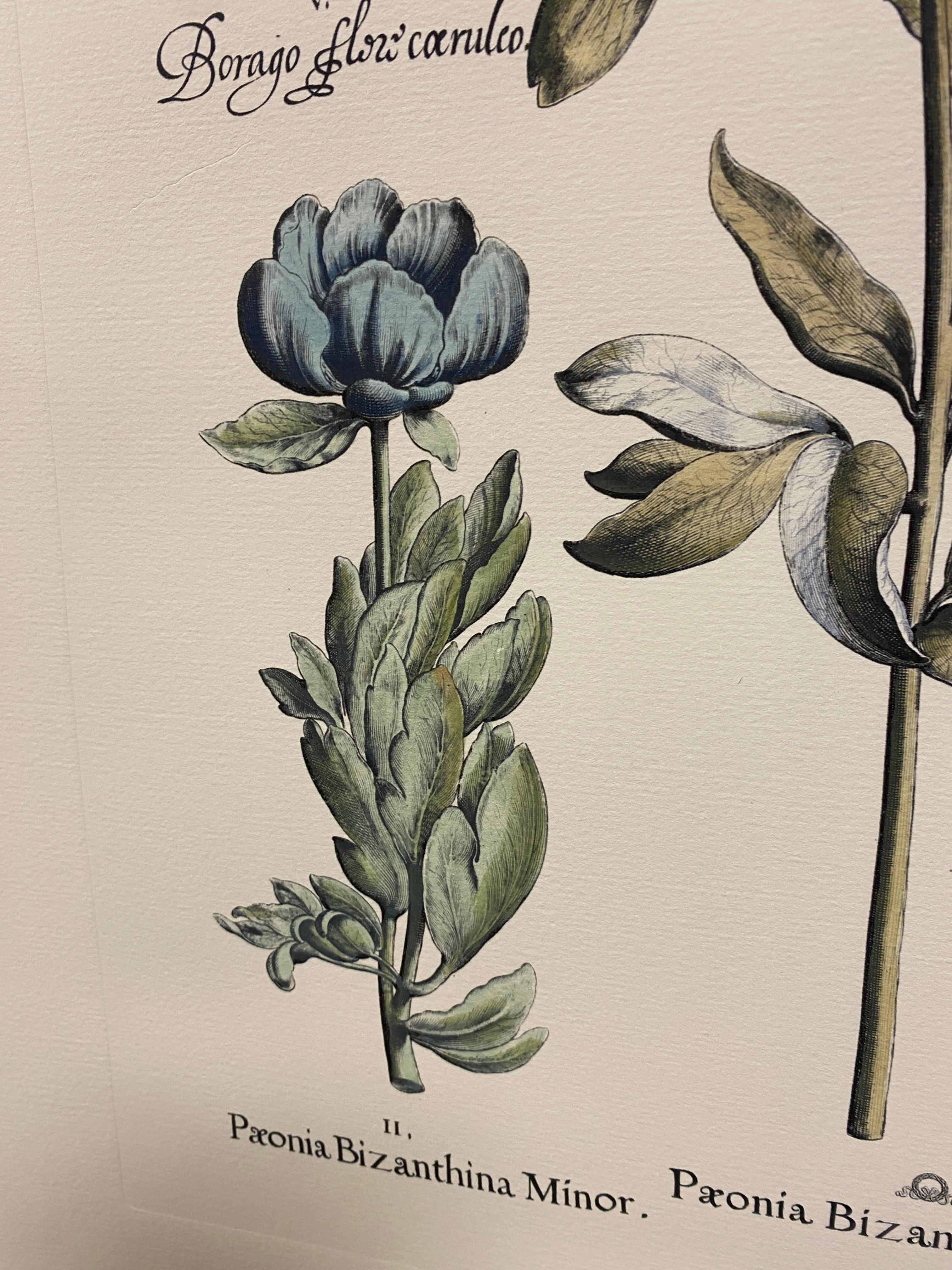 Papier Gravure botanique contemporaine italienne peinte à la main 