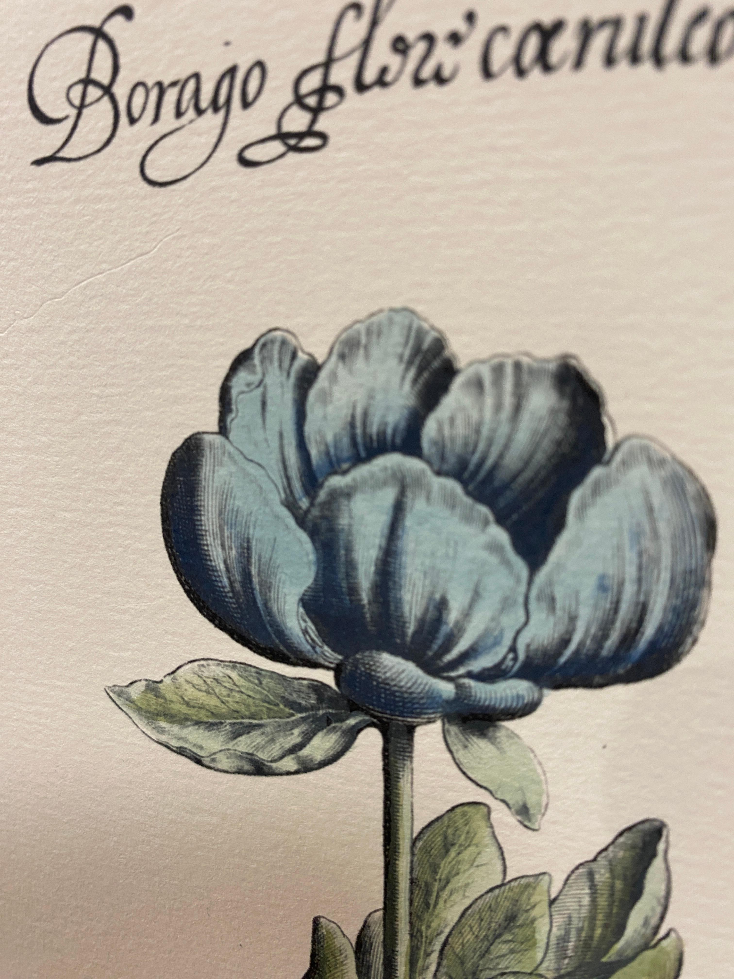 Gravure botanique contemporaine italienne peinte à la main 