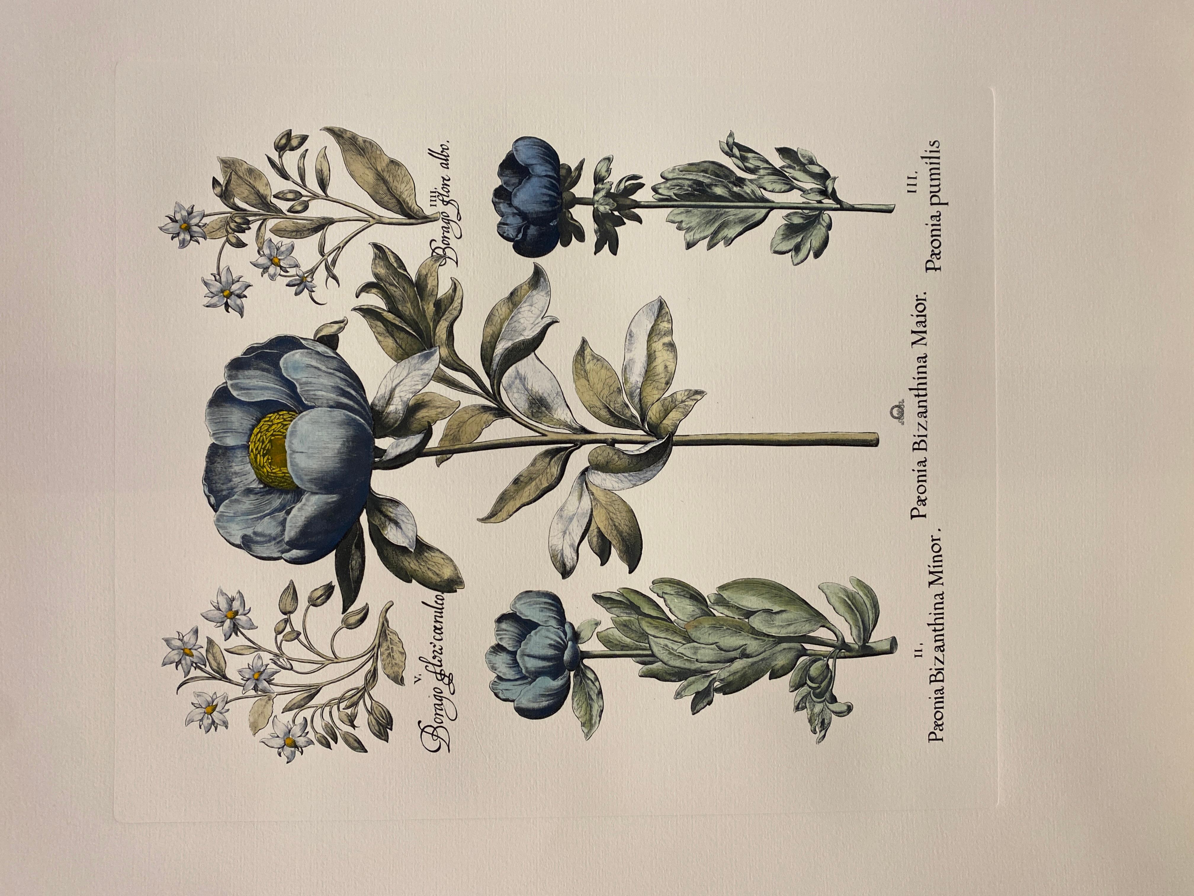 Stampa botanica italiana contemporanea dipinta a mano in blu 