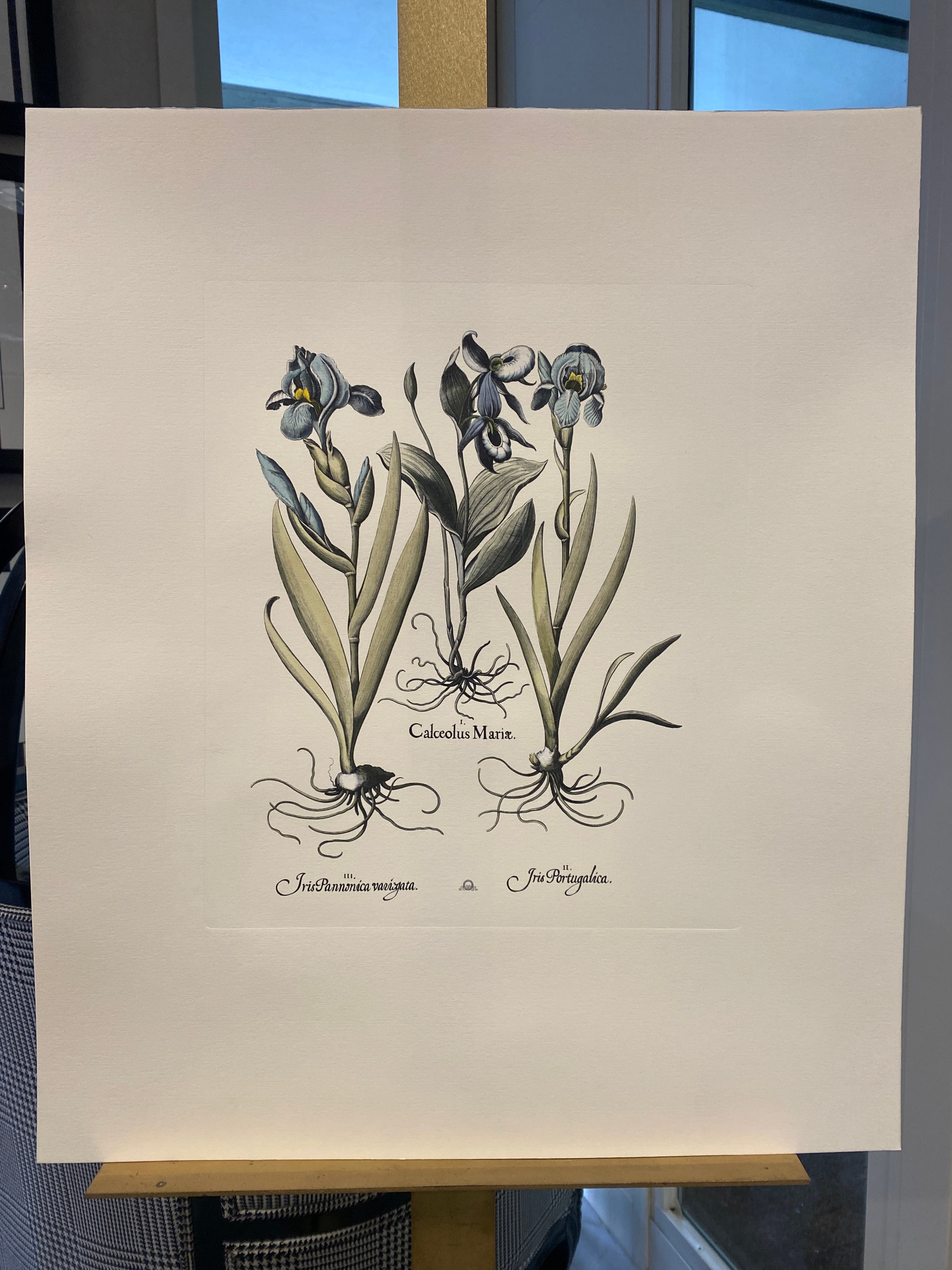 Print from the Collection Botanique Bulbacee representing Tulipa and Allium, enriched with blue colors and nuances of watercolor.

Another different Bulbacee flowers prints are available to create a colourful composition.The collection i composed