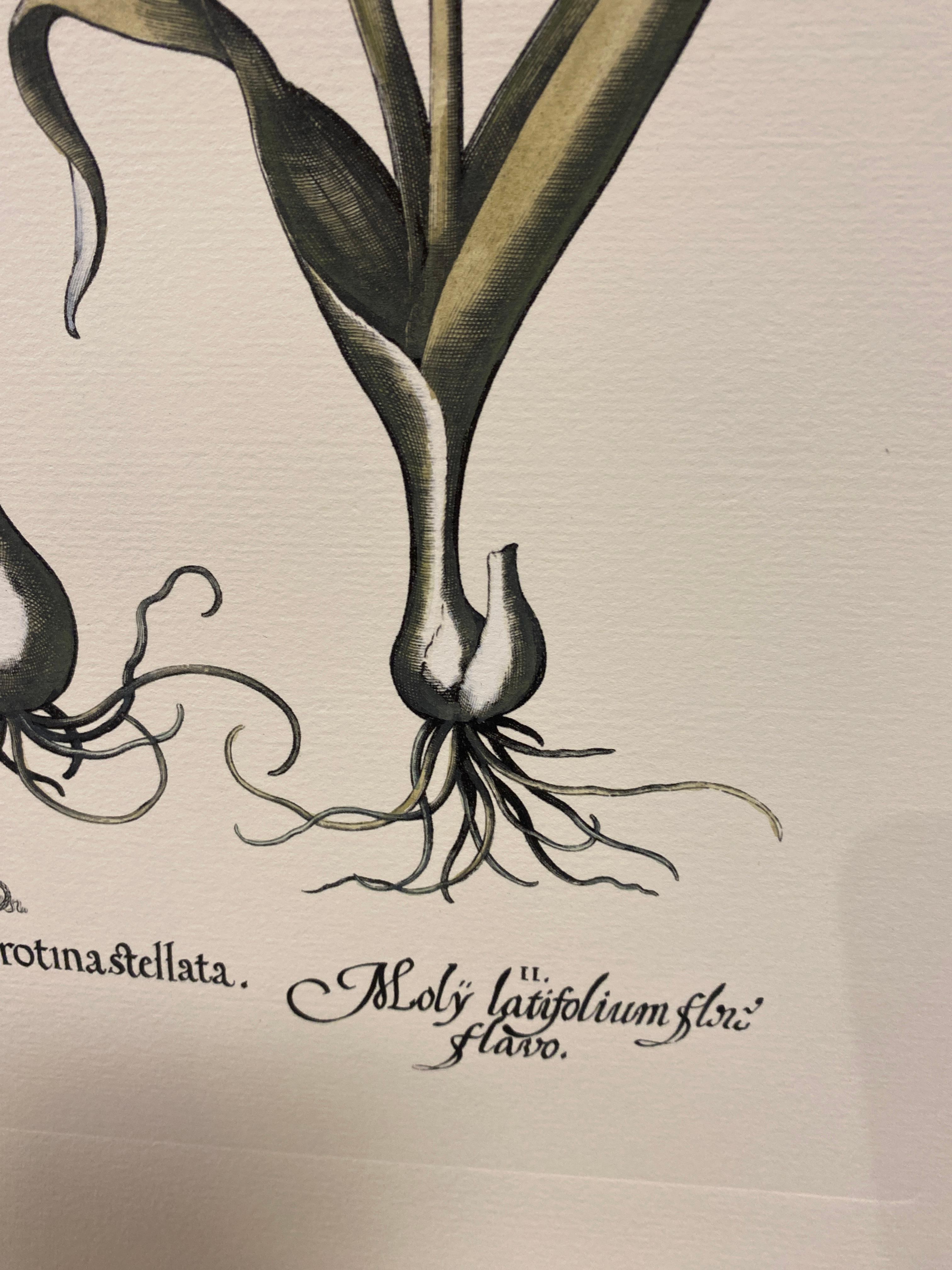 Dipinto a mano Stampa botanica italiana contemporanea dipinta a mano in blu 